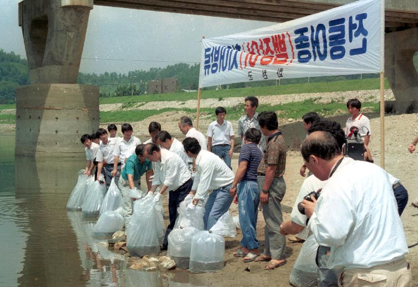 뱀장어 치어방류 의 사진