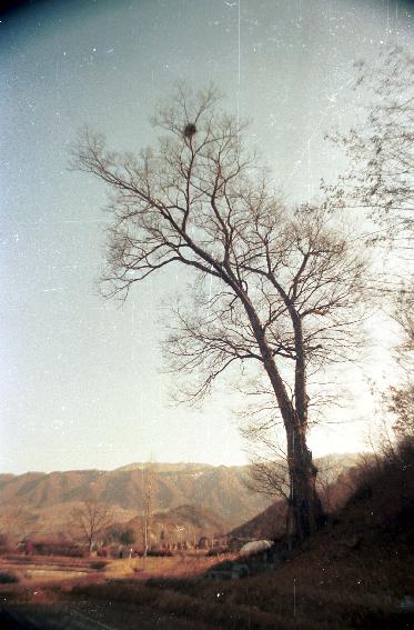 물푸레나무 의 사진