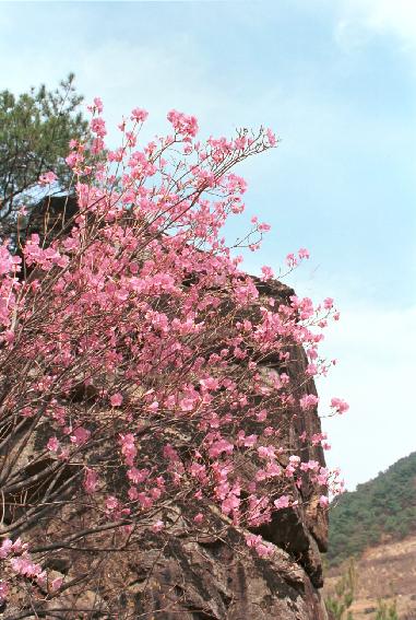 군화,진달래 의 사진