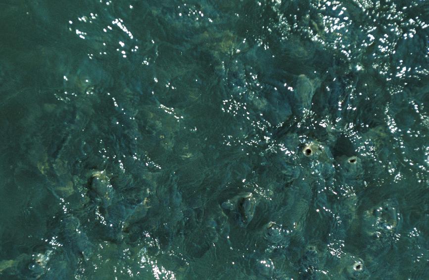 파로호양어장 의 사진