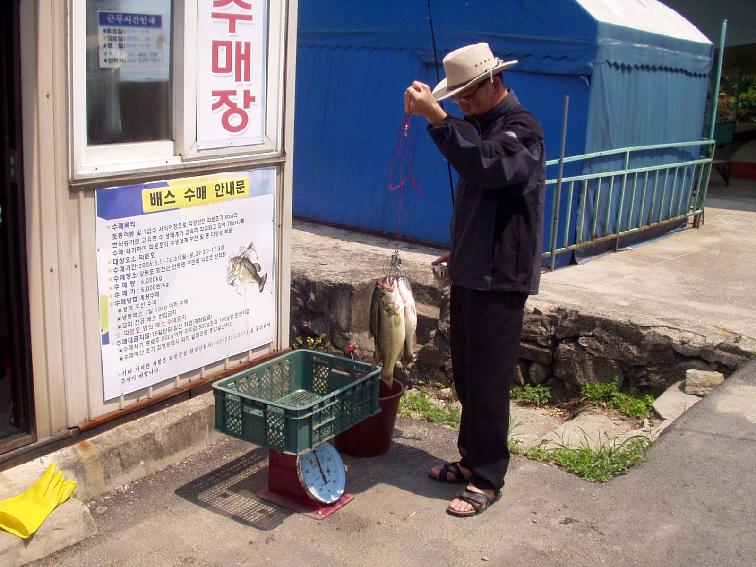 배스수매 의 사진