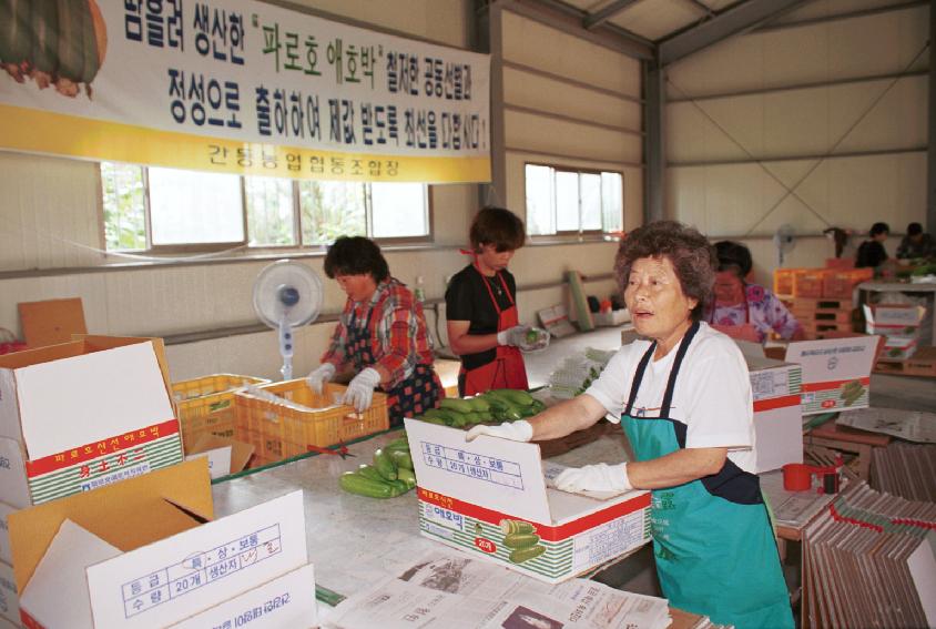 애호박 의 사진