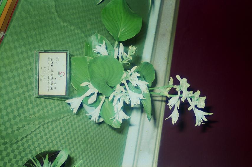 숙진회 꽃작품 전시회 의 사진
