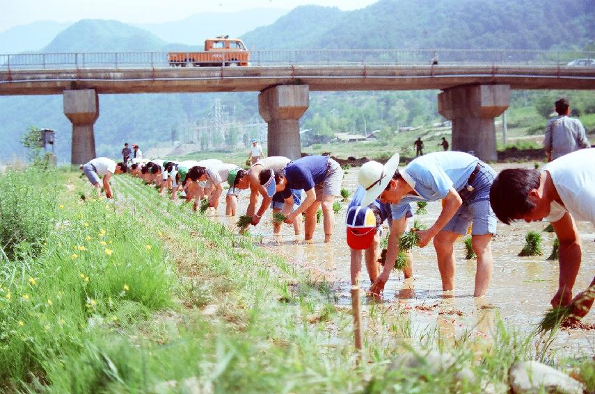 모내기 일손돕기 의 사진