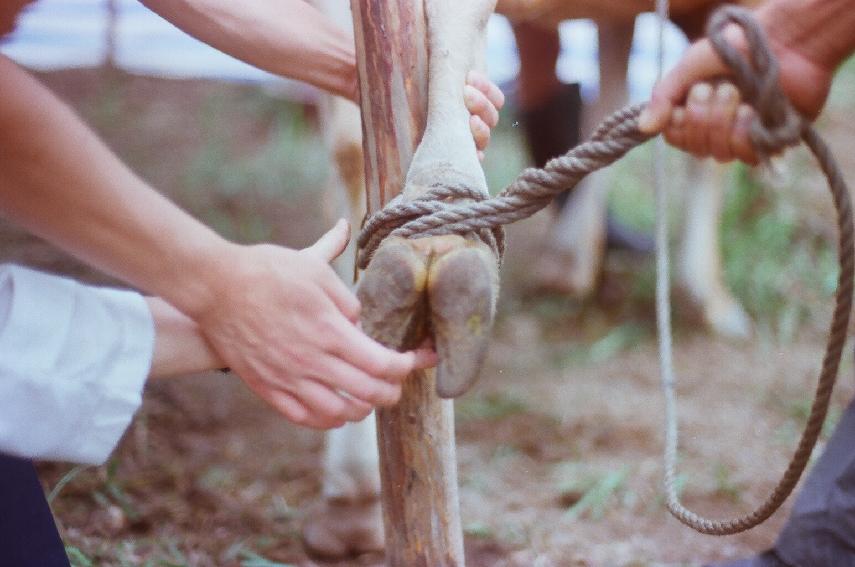 한우방목장 도지사방문 의 사진