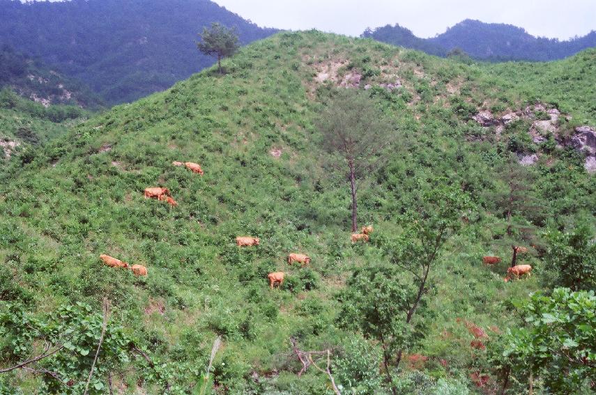 한우 방목장 의 사진