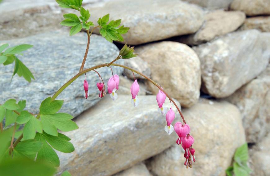 야생화(금낭화) 의 사진