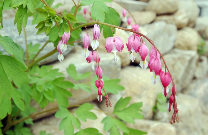 야생화(금낭화) 의 사진