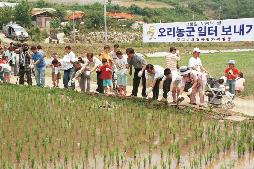 토고미 오리쌀 축제 의 사진