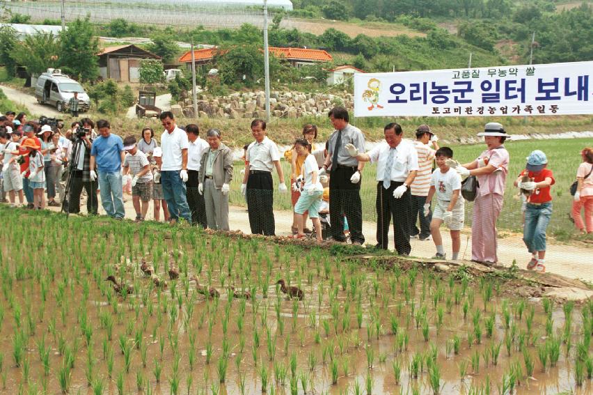 토고미 오리쌀 축제 의 사진