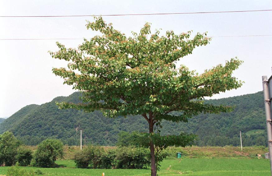 층층나무 의 사진