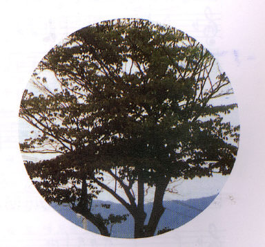 층층나무 사진