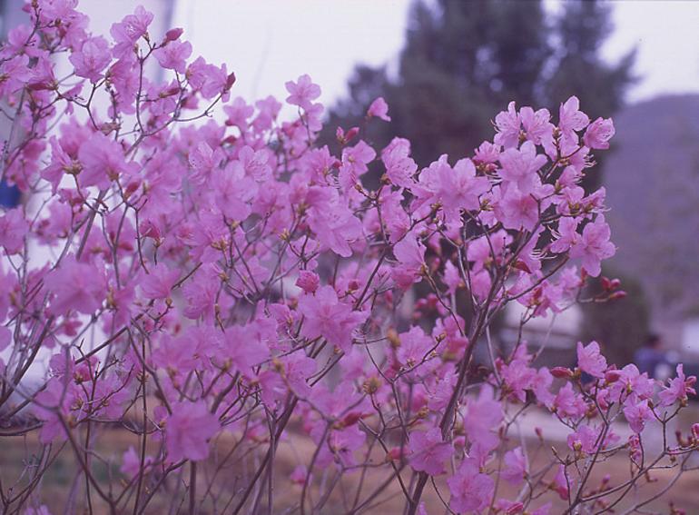 군화 사진