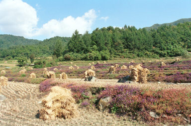 삼화리 가을풍경 의 사진