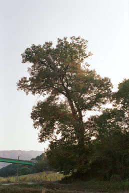 느티나무 의 사진