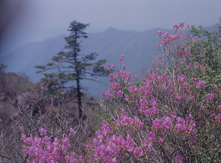 용화산 의 사진