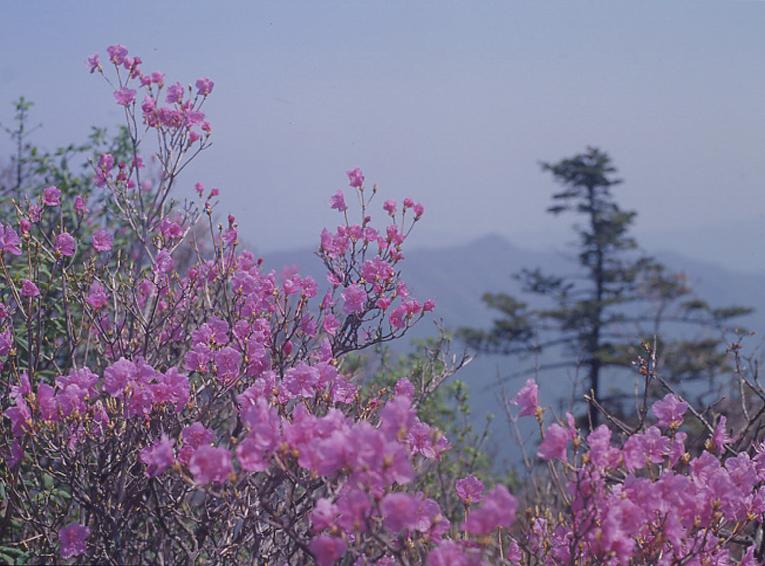 용화산 의 사진