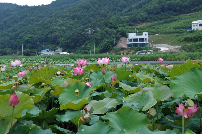 서오지리 연꽃단지 의 사진