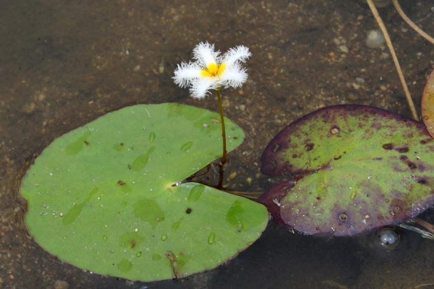 서오지리 연꽃단지 의 사진