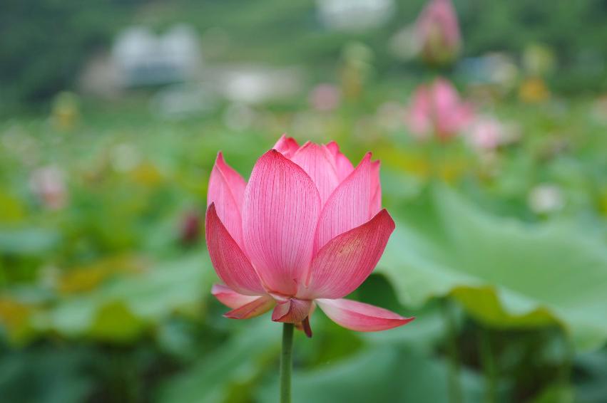 서오지리 연꽃단지 의 사진