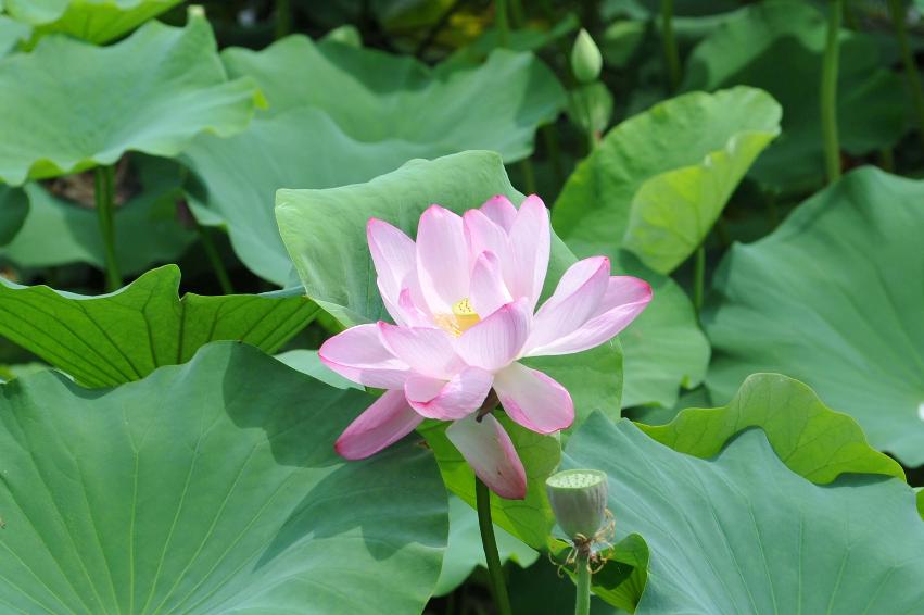 서오지리 연꽃단지 의 사진