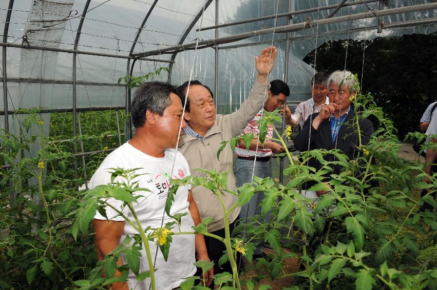 2011 서규홍 농림수산식품부 장관 화천토마토재배농가 방문 의 사진