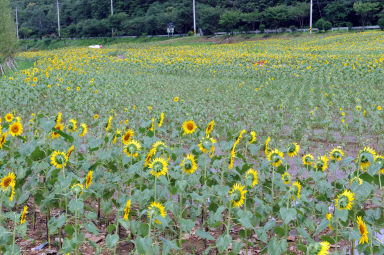 2011년도 하남면거례리 해바라기공원 의 사진