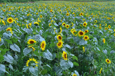 2011년도 하남면거례리 해바라기공원 의 사진