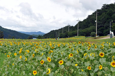 2011년도 하남면거례리 해바라기공원 의 사진