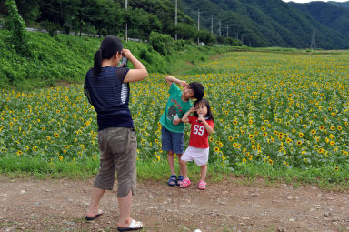 2011년도 하남면거례리 해바라기공원 의 사진