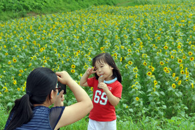 2011년도 하남면거례리 해바라기공원 의 사진