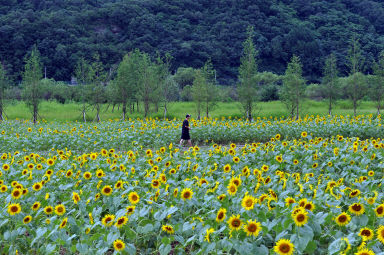 2011년도 하남면거례리 해바라기공원 의 사진