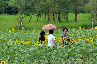 2011년도 하남면거례리 해바라기공원 의 사진