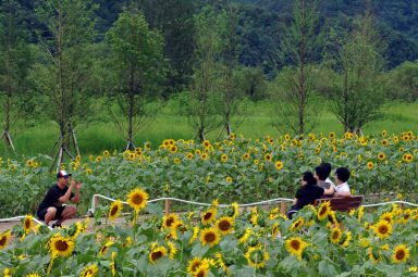 2011년도 하남면거례리 해바라기공원 의 사진