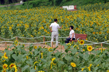 2011년도 하남면거례리 해바라기공원 의 사진