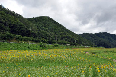 2011년도 하남면거례리 해바라기공원 의 사진