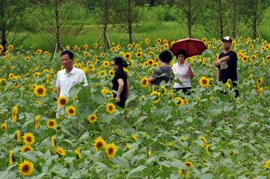 2011년도 하남면거례리 해바라기공원 의 사진