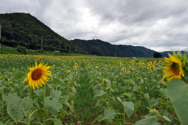 2011년도 하남면거례리 해바라기공원 의 사진