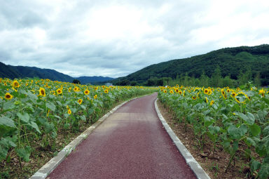 2011년도 하남면거례리 해바라기공원 의 사진