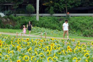 2011년도 하남면거례리 해바라기공원 의 사진