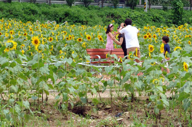 2011년도 하남면거례리 해바라기공원 의 사진