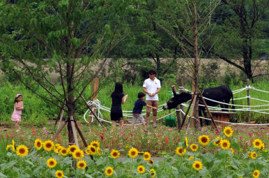 2011년도 하남면거례리 해바라기공원 의 사진