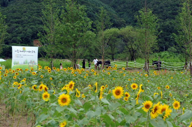 2011년도 하남면거례리 해바라기공원 의 사진