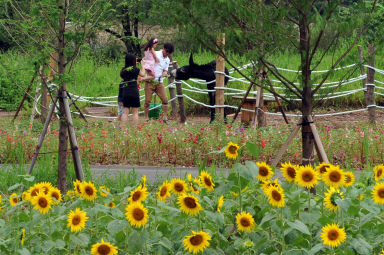 2011년도 하남면거례리 해바라기공원 의 사진