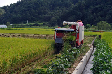 2011년도 상서면 파포리 가을타작 의 사진