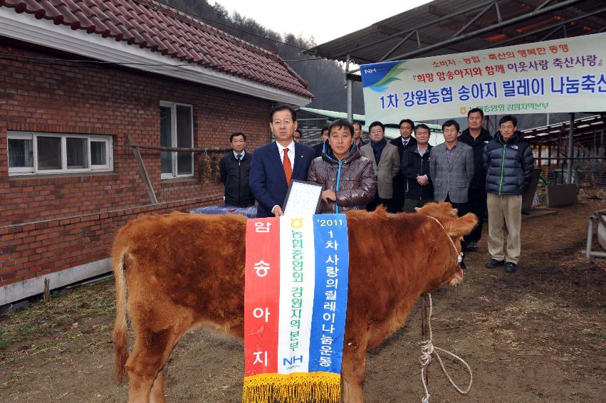 2011년도 강원 농협 송아지 릴레이 나눔 축산운동 의 사진