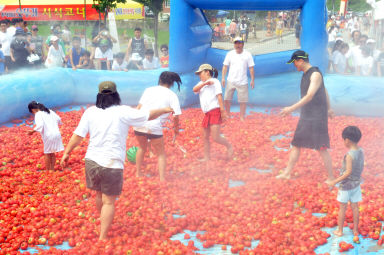 2012년도 토마토축제 의 사진