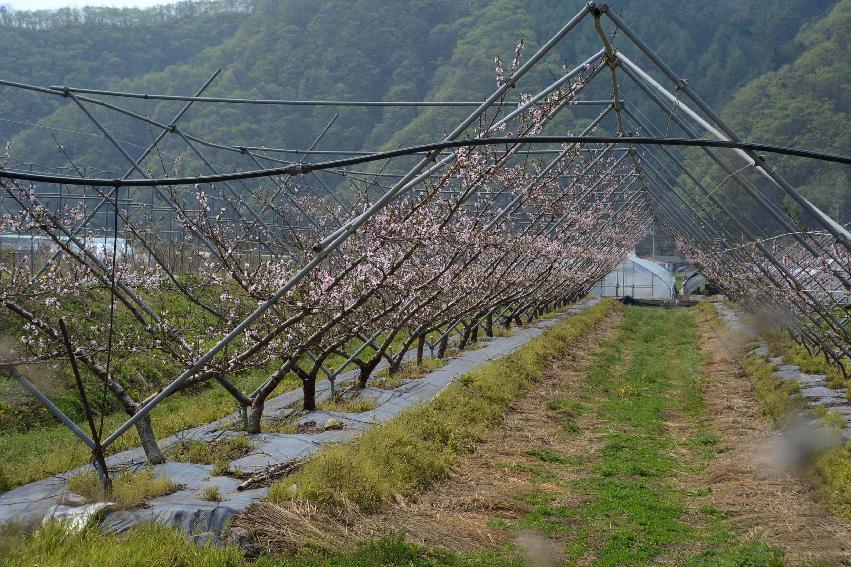 2013 상서면 노동리 복숭아나무 식제 전경 의 사진