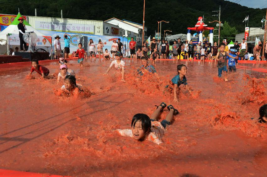 2013년 토마토축제 의 사진