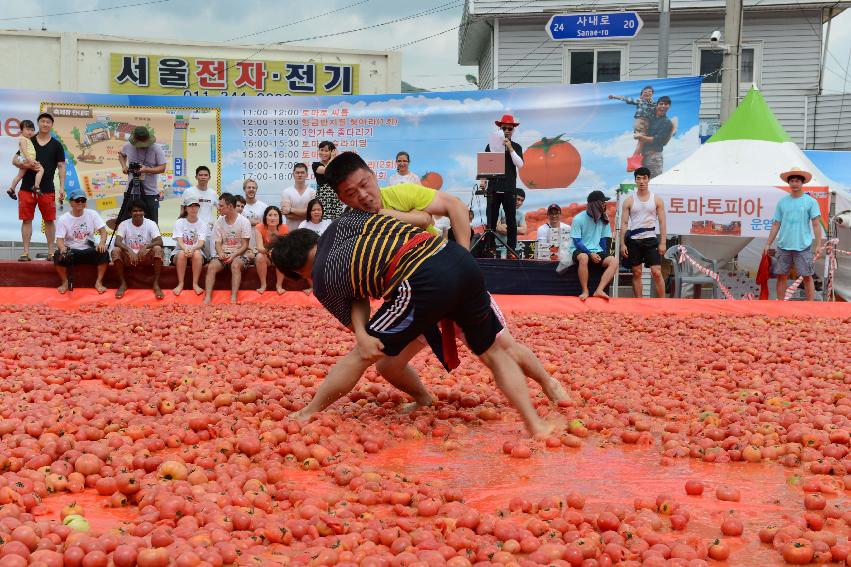 2013년 토마토축제 의 사진